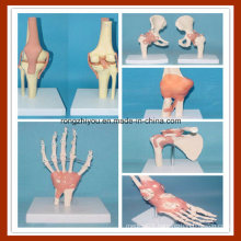 Human Joint Function Models with Ligaments (hand, foot, hip, knee, elbow, shoulder)